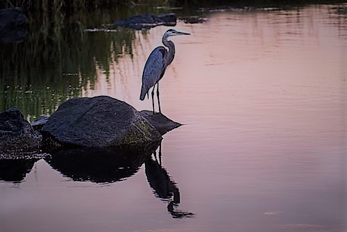 blue heron by ben nugent