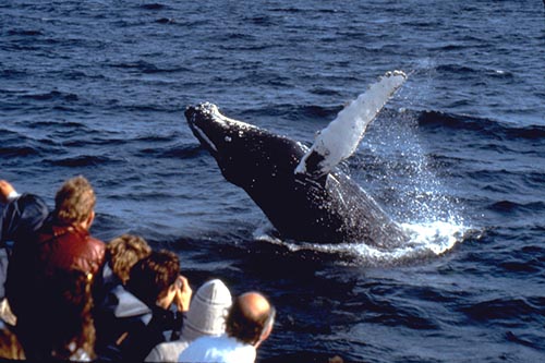 whale watching cape cod