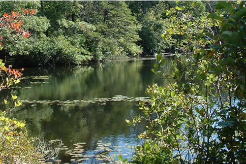 wilderness area with pond